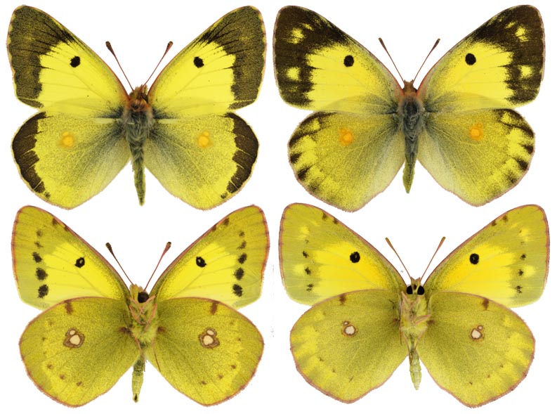  Colias erate erate (Esper, [1805]). Фото: © Валентин Тихонов. Самец: 28.10.2008, Дагестан, окрестности с. Червленные Буруны. Из яйца. Собрал В. В. Тихонов. Самка: 8.11.2007, Дагестан, окрестности Махачкалы, Сарыкум. Из яйца. Собрал В. В. Тихонов. 